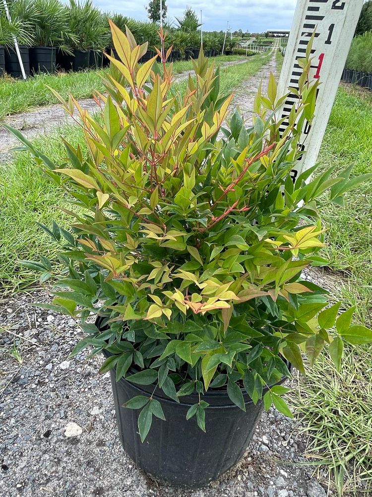 nandina-domestica-gulfstream-heavenly-bamboo-gulftide