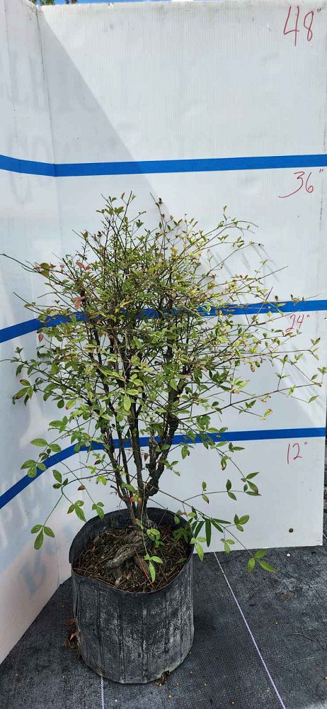 nandina-domestica-gulfstream-heavenly-bamboo-gulftide