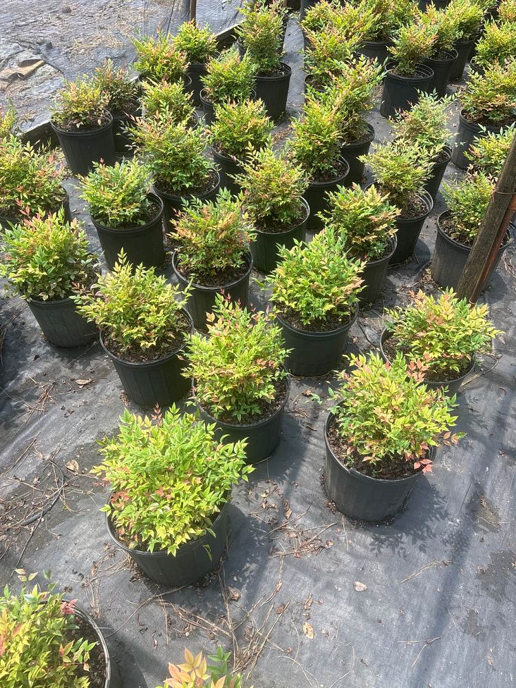 nandina-domestica-gulfstream-heavenly-bamboo-gulftide