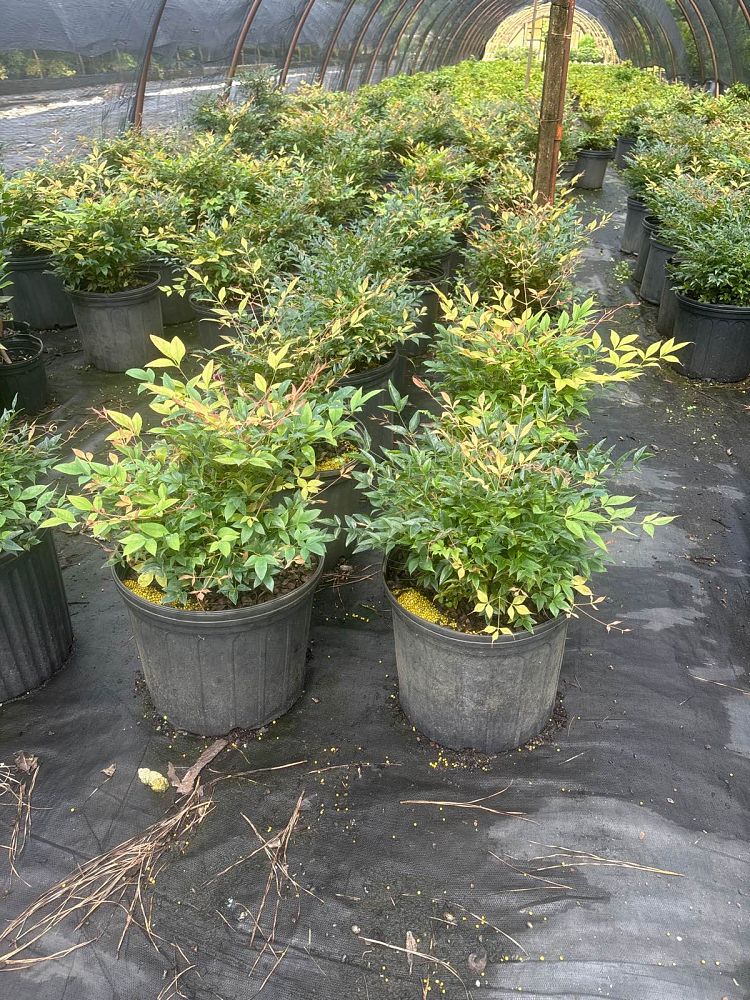 nandina-domestica-gulfstream-heavenly-bamboo-gulftide
