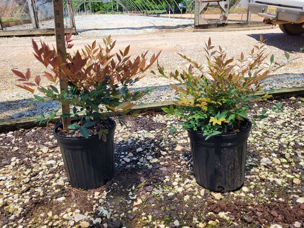 nandina-domestica-gulfstream-heavenly-bamboo-gulftide