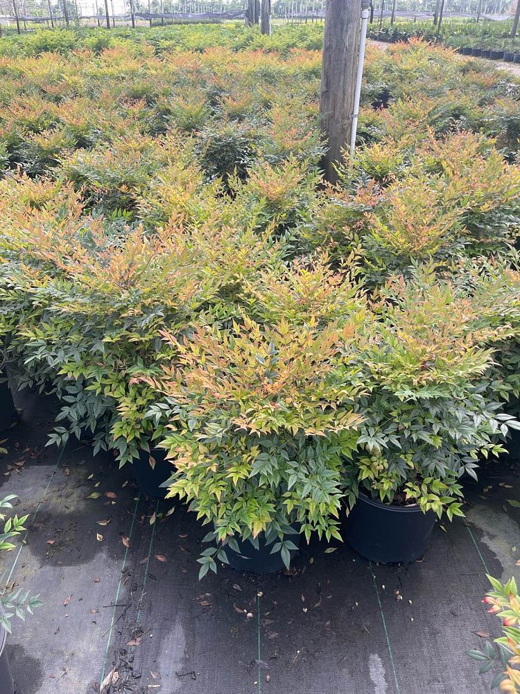 nandina-domestica-gulfstream-heavenly-bamboo-gulftide