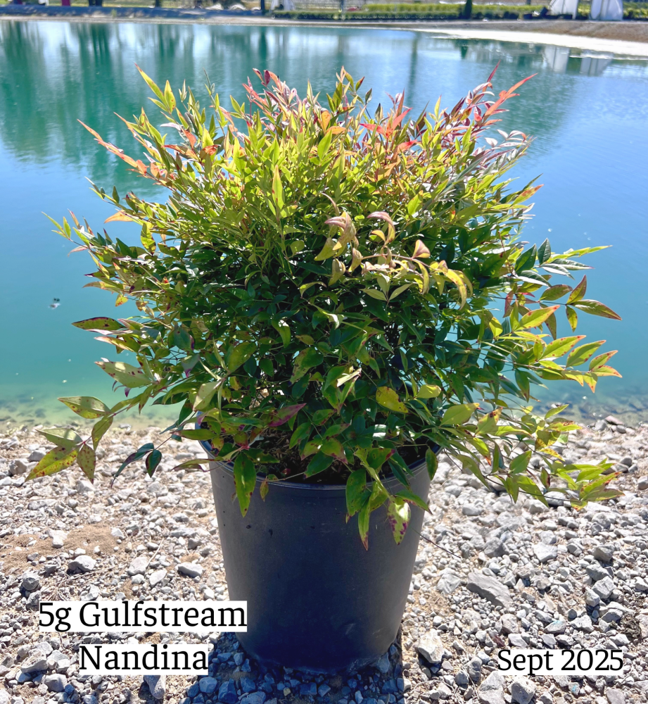 nandina-domestica-gulfstream-heavenly-bamboo-gulftide