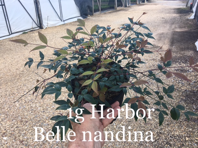 nandina-domestica-harbor-belle-heavenly-bamboo