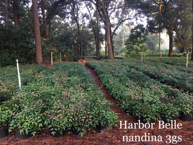 nandina-domestica-harbor-belle-heavenly-bamboo
