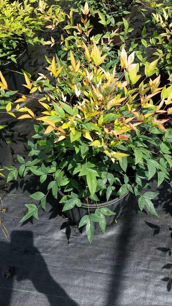 nandina-domestica-harbour-dwarf-heavenly-bamboo
