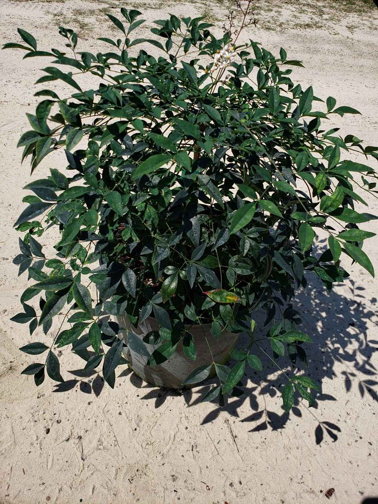 nandina-domestica-harbour-dwarf-heavenly-bamboo
