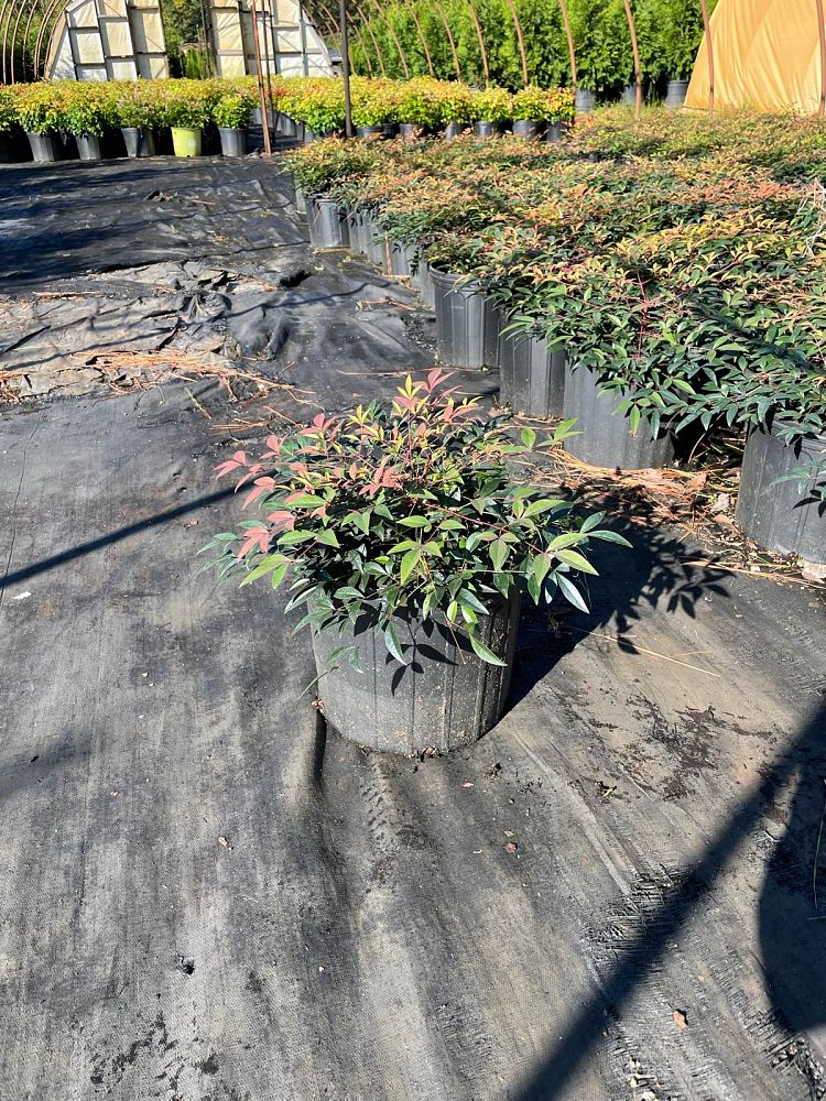 nandina-domestica-harbour-dwarf-heavenly-bamboo