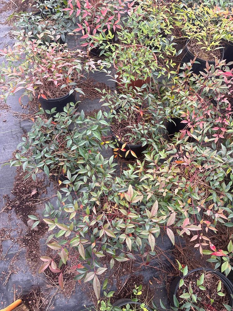nandina-domestica-harbour-dwarf-heavenly-bamboo