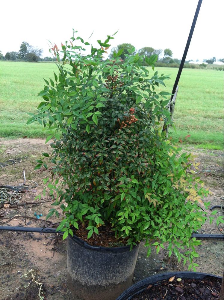 nandina-domestica-heavenly-bamboo