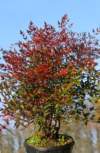 nandina-domestica-heavenly-bamboo