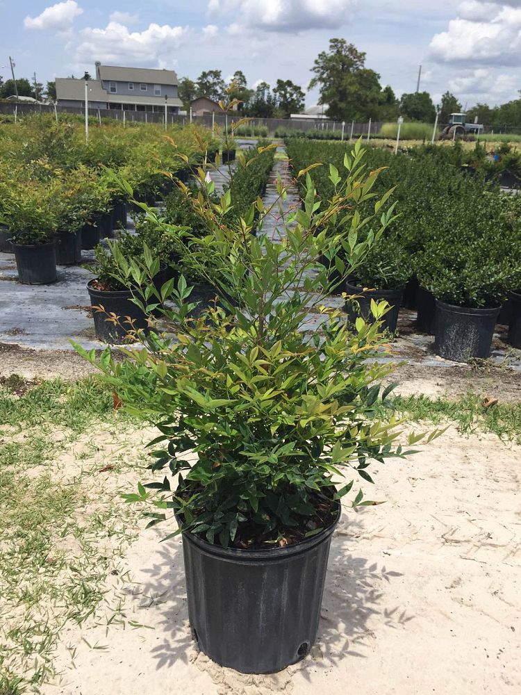 nandina-domestica-heavenly-bamboo