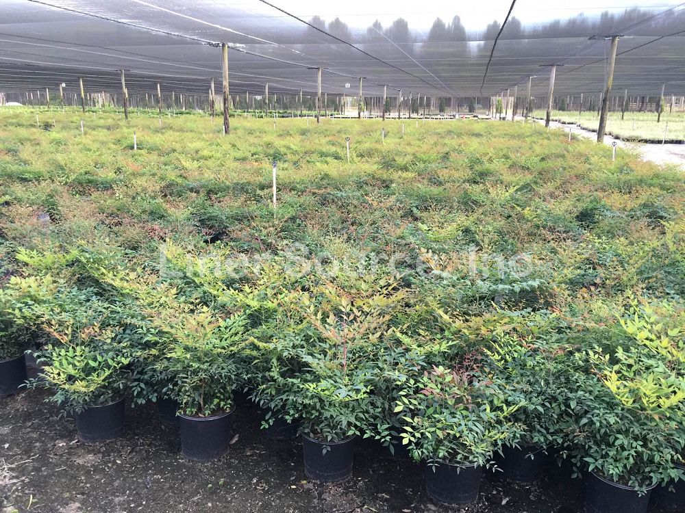 nandina-domestica-heavenly-bamboo
