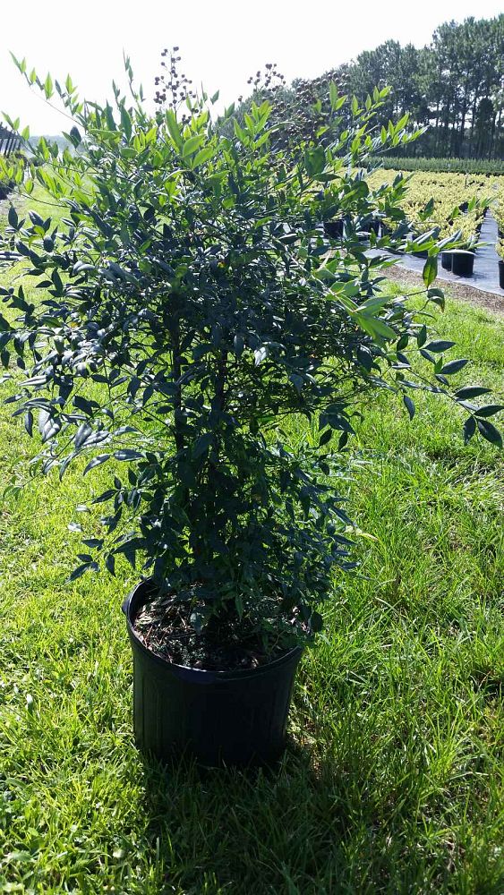 nandina-domestica-heavenly-bamboo