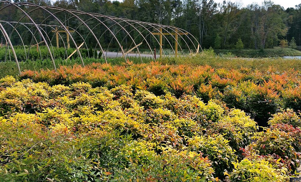 nandina-domestica-heavenly-bamboo