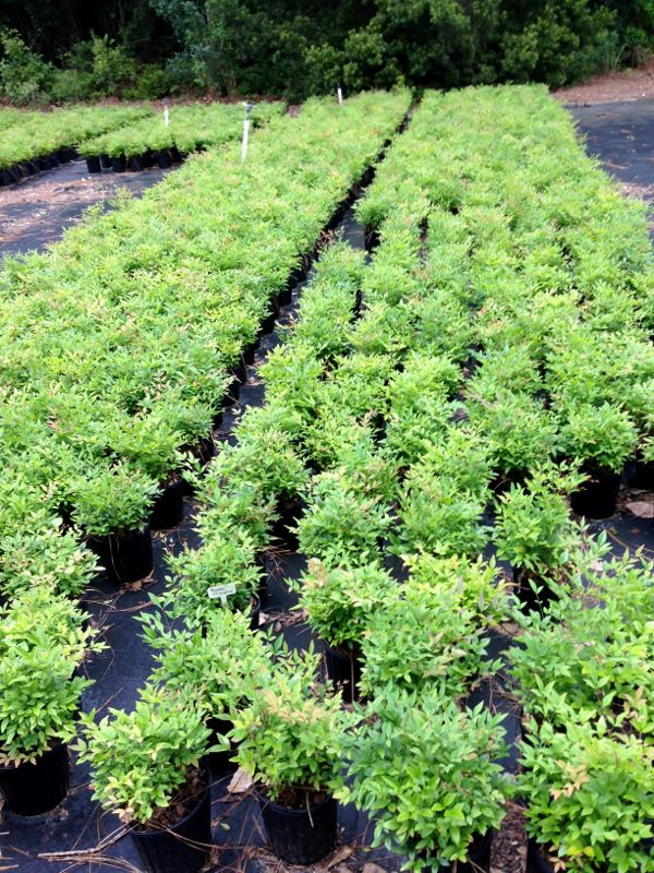 nandina-domestica-heavenly-bamboo