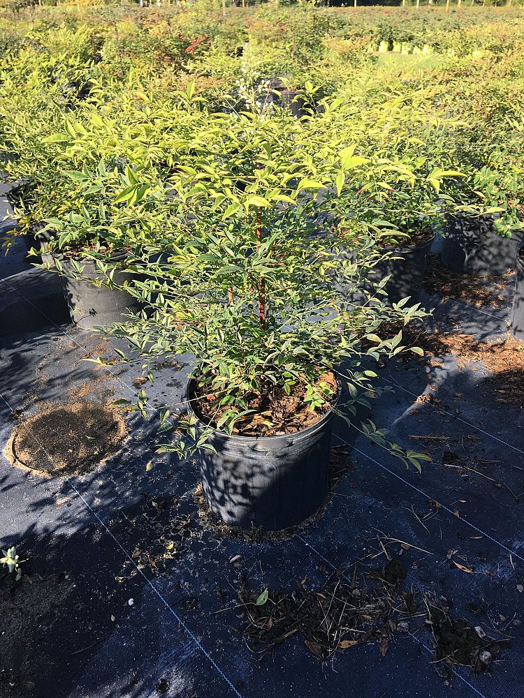 nandina-domestica-heavenly-bamboo