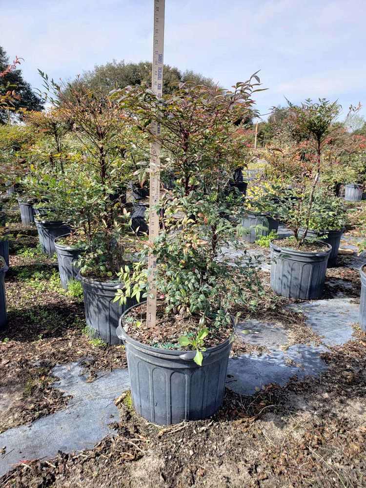nandina-domestica-heavenly-bamboo