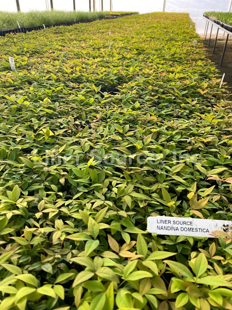 nandina-domestica-heavenly-bamboo