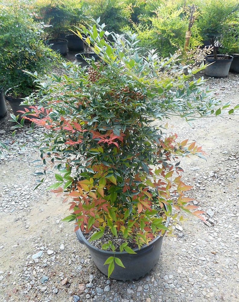 nandina-domestica-heavenly-bamboo