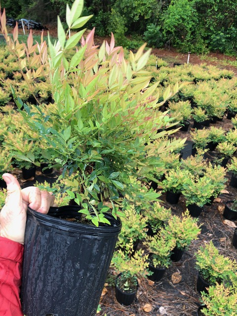 nandina-domestica-heavenly-bamboo