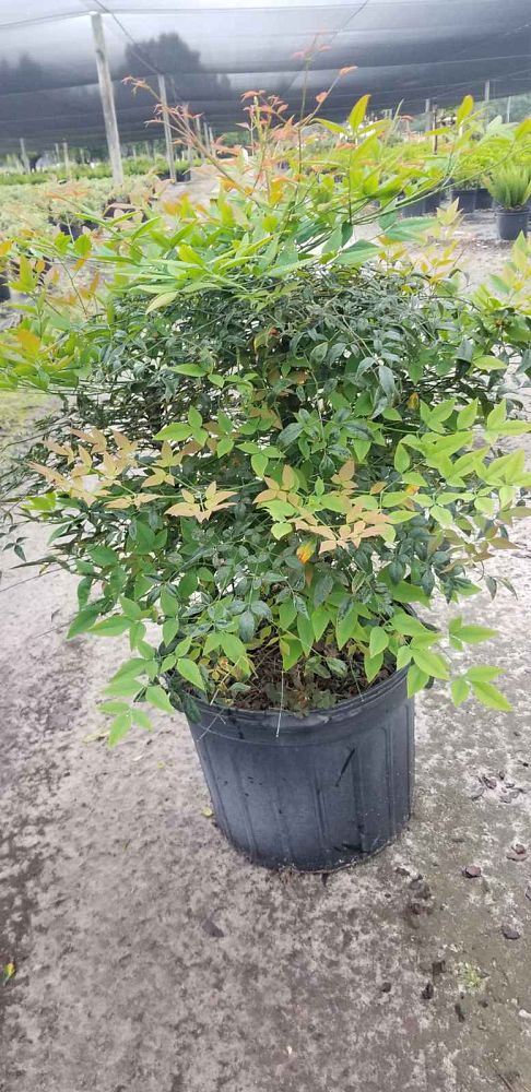 nandina-domestica-heavenly-bamboo