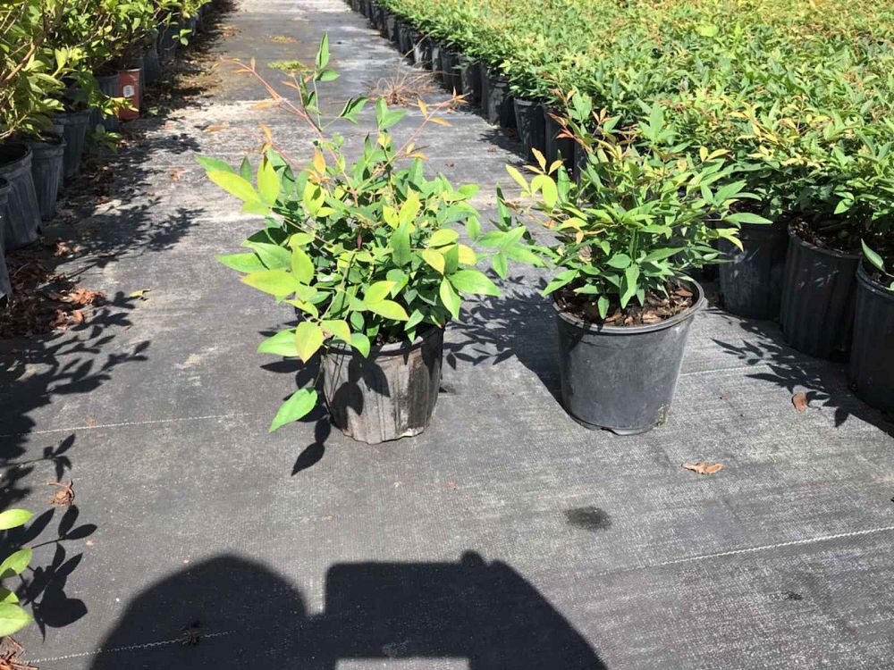 nandina-domestica-heavenly-bamboo