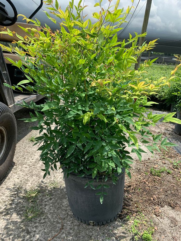 nandina-domestica-heavenly-bamboo