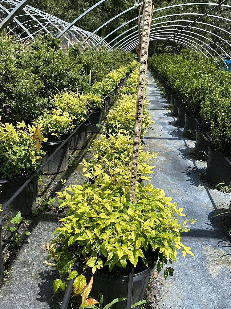 nandina-domestica-heavenly-bamboo