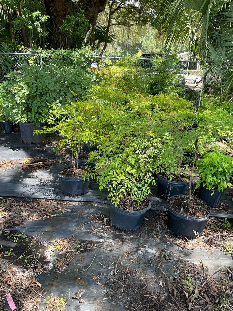 nandina-domestica-heavenly-bamboo