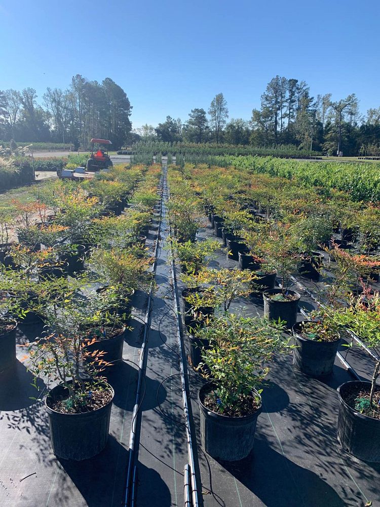 nandina-domestica-heavenly-bamboo