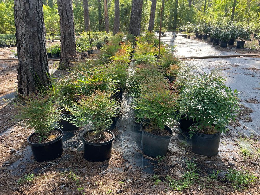 nandina-domestica-heavenly-bamboo