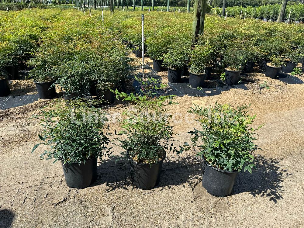 nandina-domestica-heavenly-bamboo