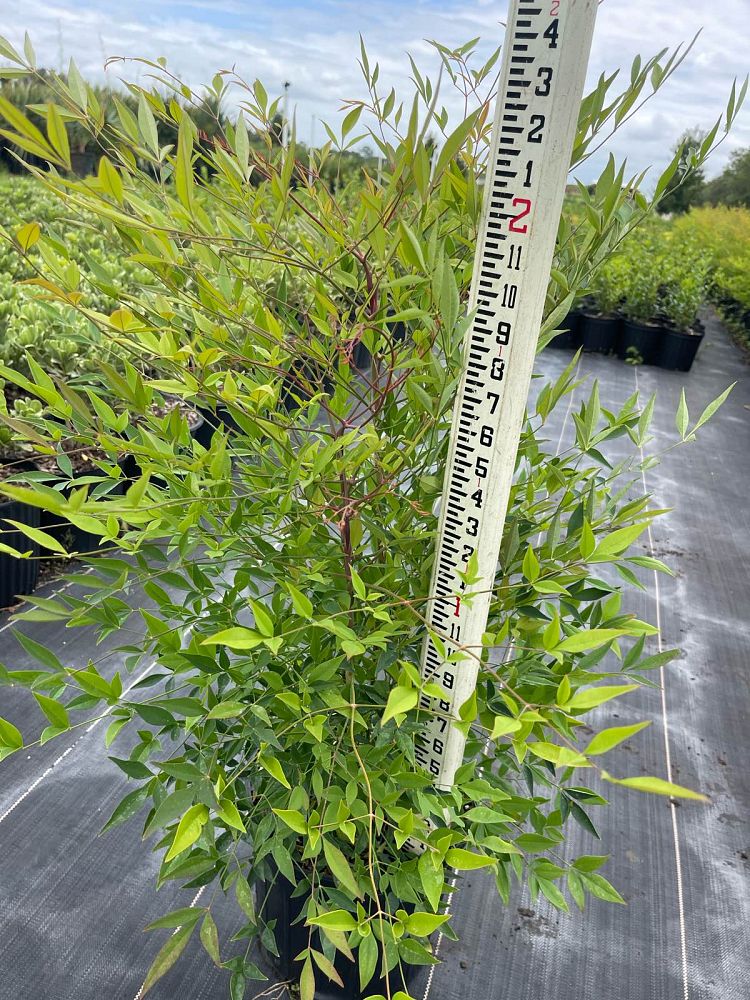 nandina-domestica-heavenly-bamboo