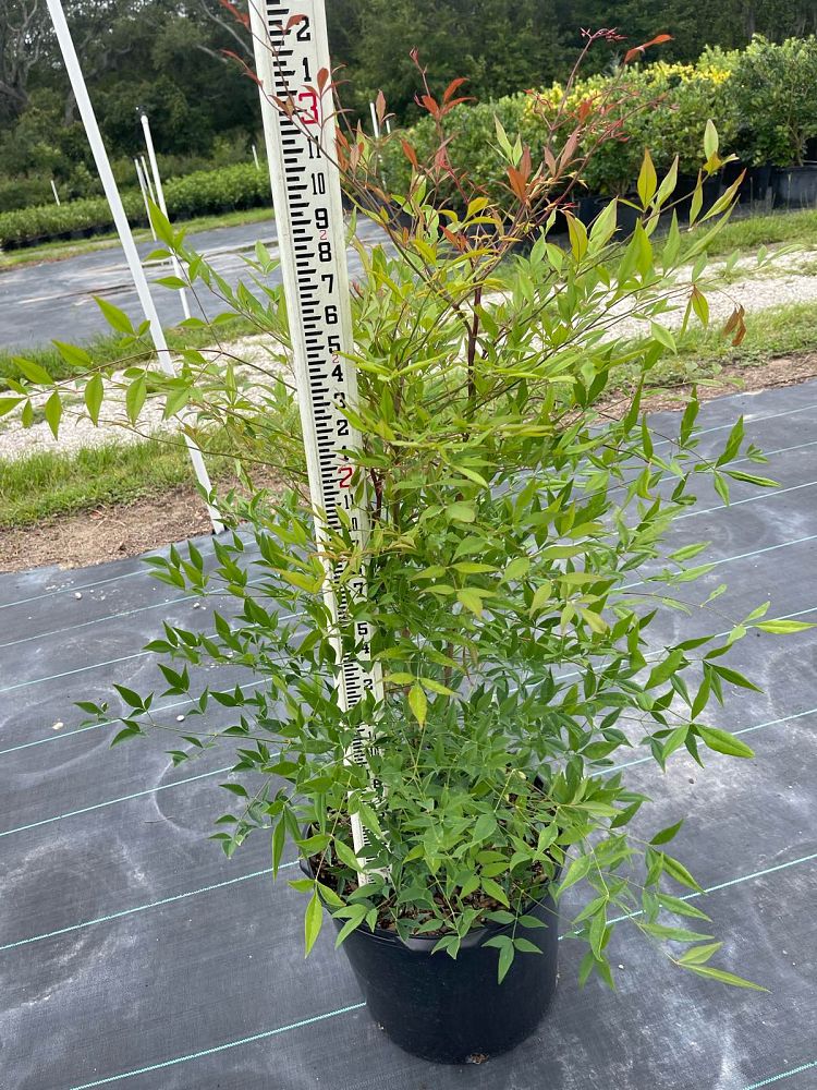 nandina-domestica-heavenly-bamboo