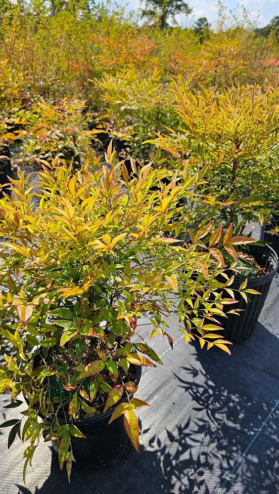 nandina-domestica-heavenly-bamboo