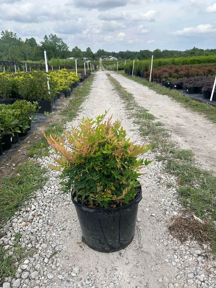 nandina-domestica-heavenly-bamboo