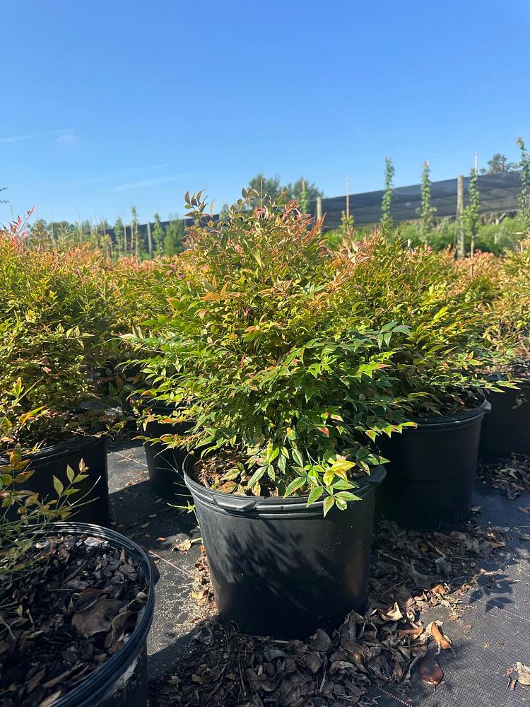 nandina-domestica-heavenly-bamboo