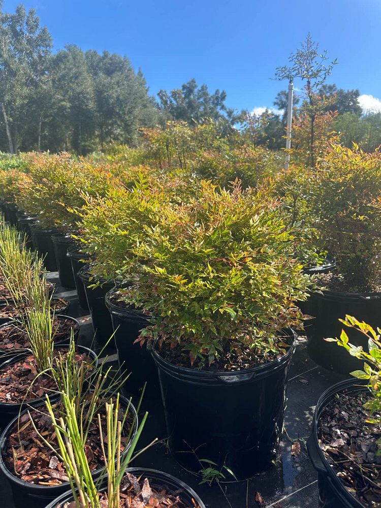 nandina-domestica-heavenly-bamboo
