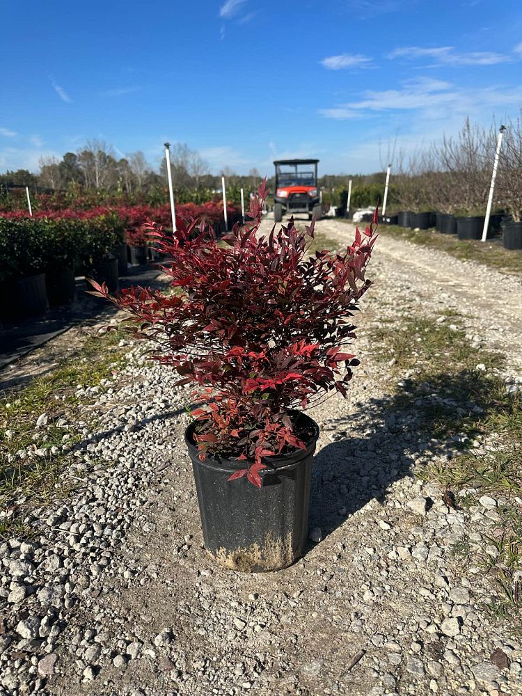 nandina-domestica-heavenly-bamboo