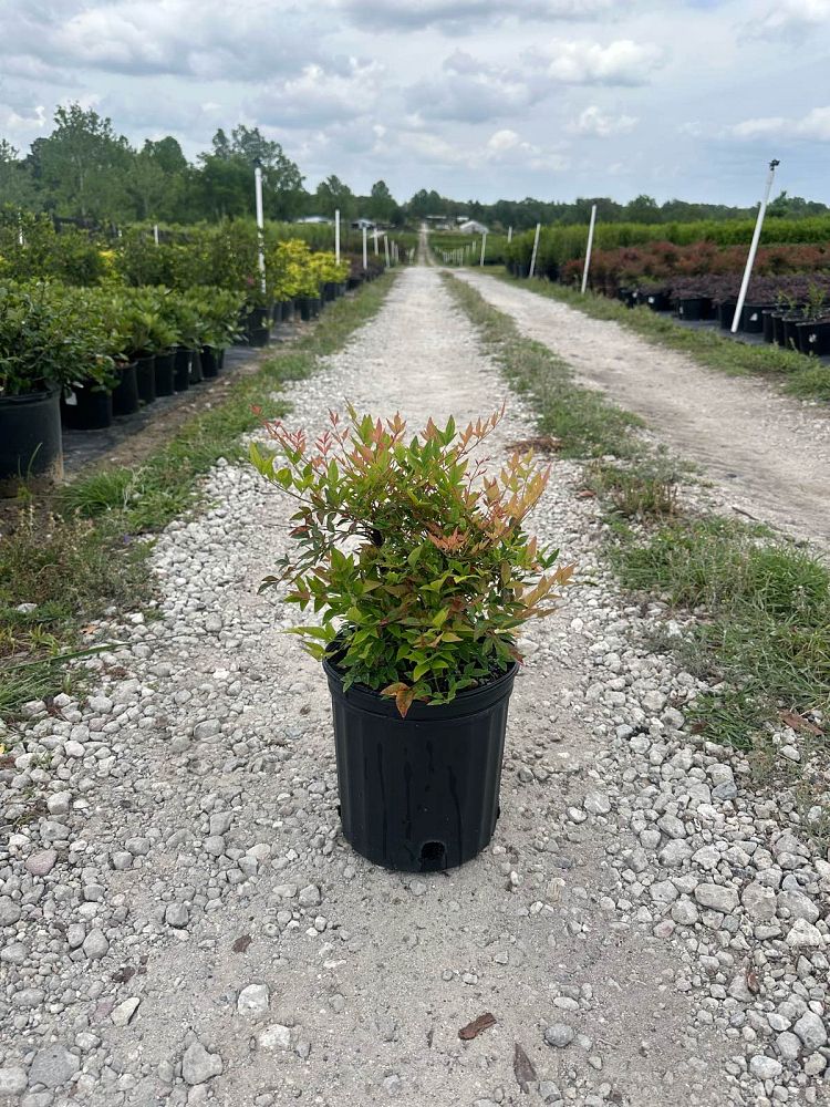 nandina-domestica-heavenly-bamboo