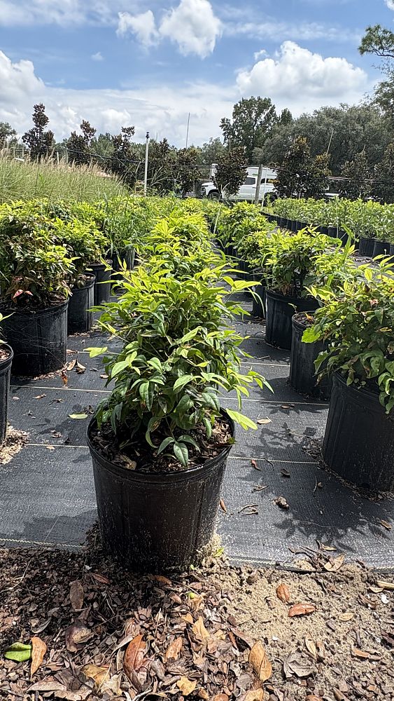 nandina-domestica-heavenly-bamboo