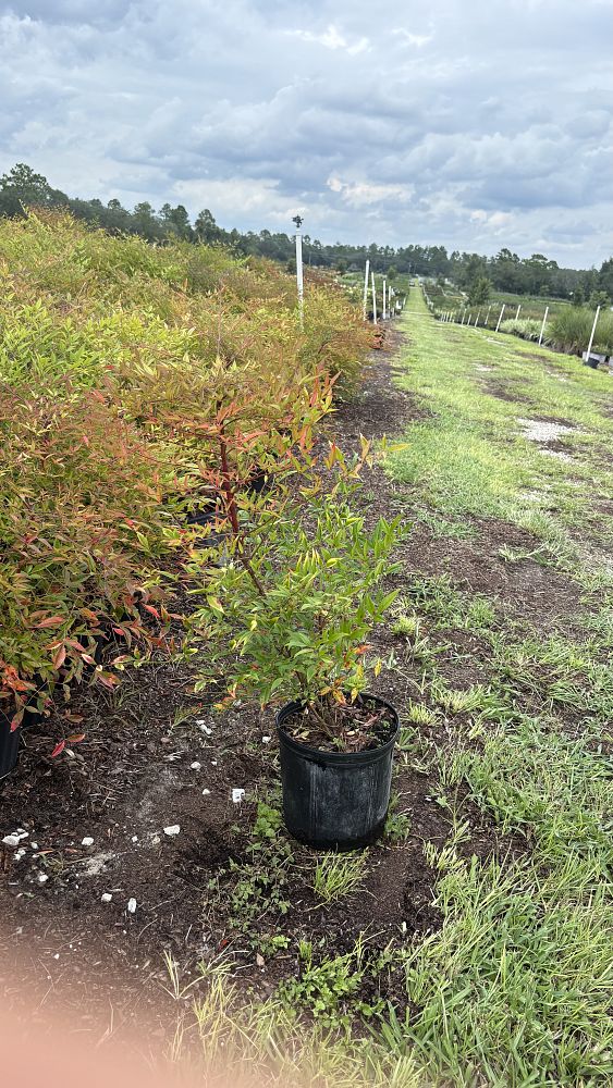 nandina-domestica-heavenly-bamboo