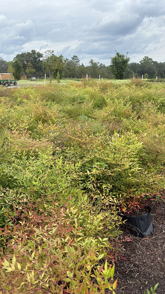 nandina-domestica-heavenly-bamboo