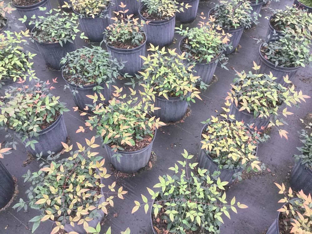 nandina-domestica-jaytee-heavenly-bamboo-nandina-harbor-belle
