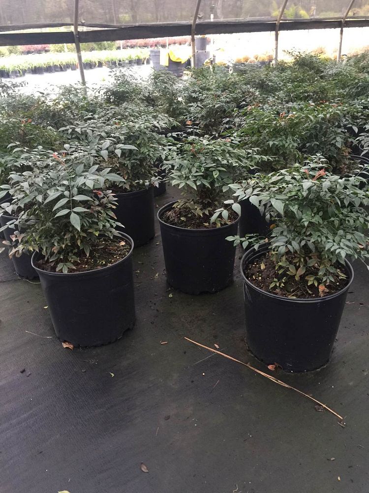 nandina-domestica-jaytee-heavenly-bamboo-nandina-harbor-belle
