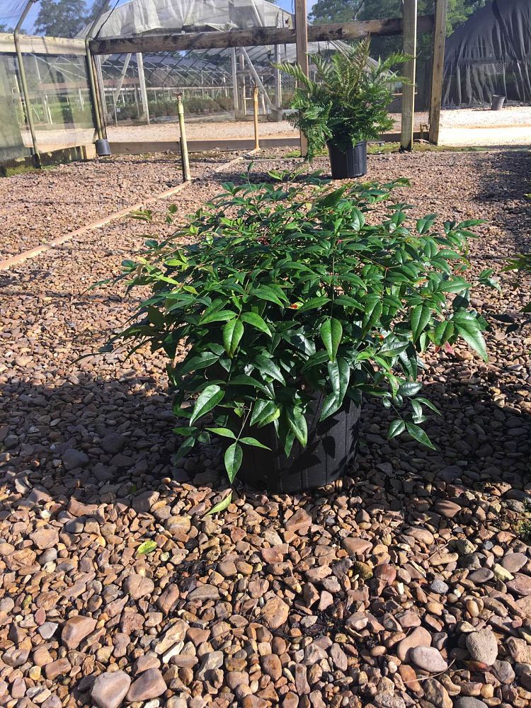 nandina-domestica-jaytee-heavenly-bamboo-nandina-harbor-belle