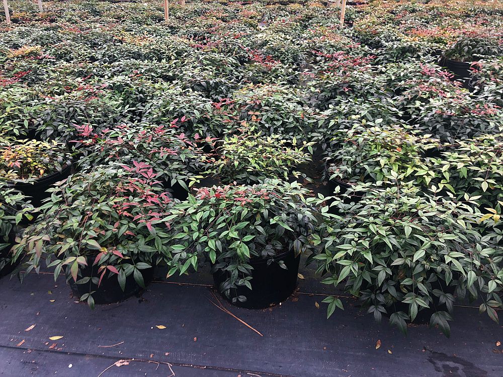 nandina-domestica-jaytee-heavenly-bamboo-nandina-harbor-belle
