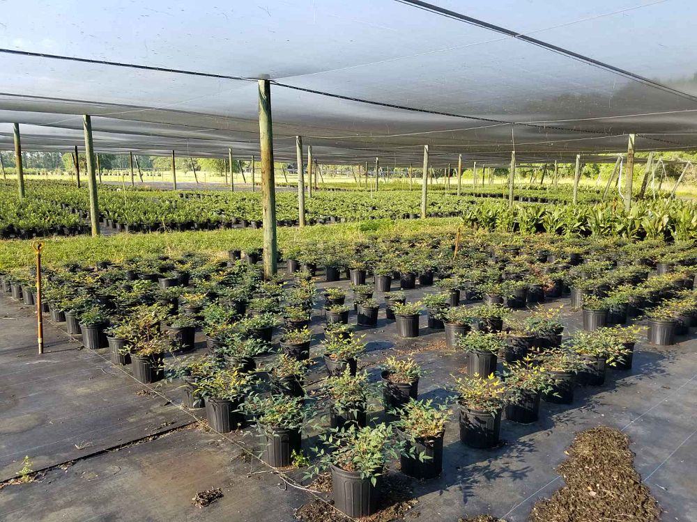 nandina-domestica-jaytee-heavenly-bamboo-nandina-harbor-belle