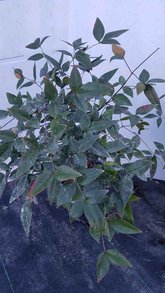 nandina-domestica-jaytee-heavenly-bamboo-nandina-harbor-belle